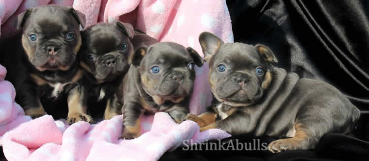 blue tan french bulldog puppies